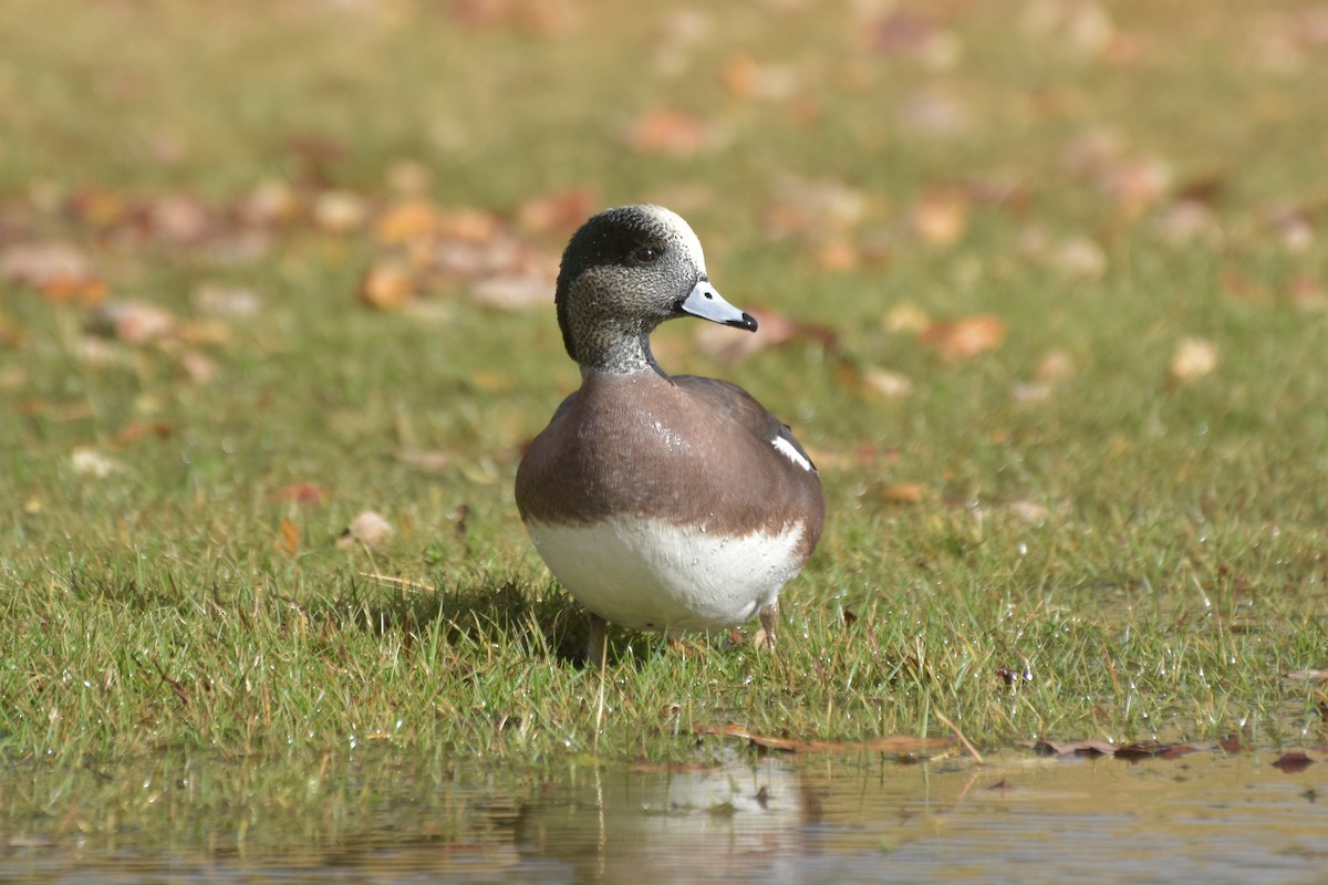 American Wigeon - ML644420429