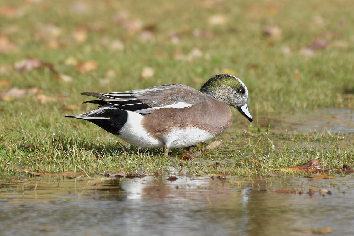 American Wigeon - ML644420430