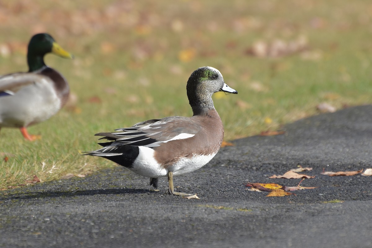 American Wigeon - ML644420434