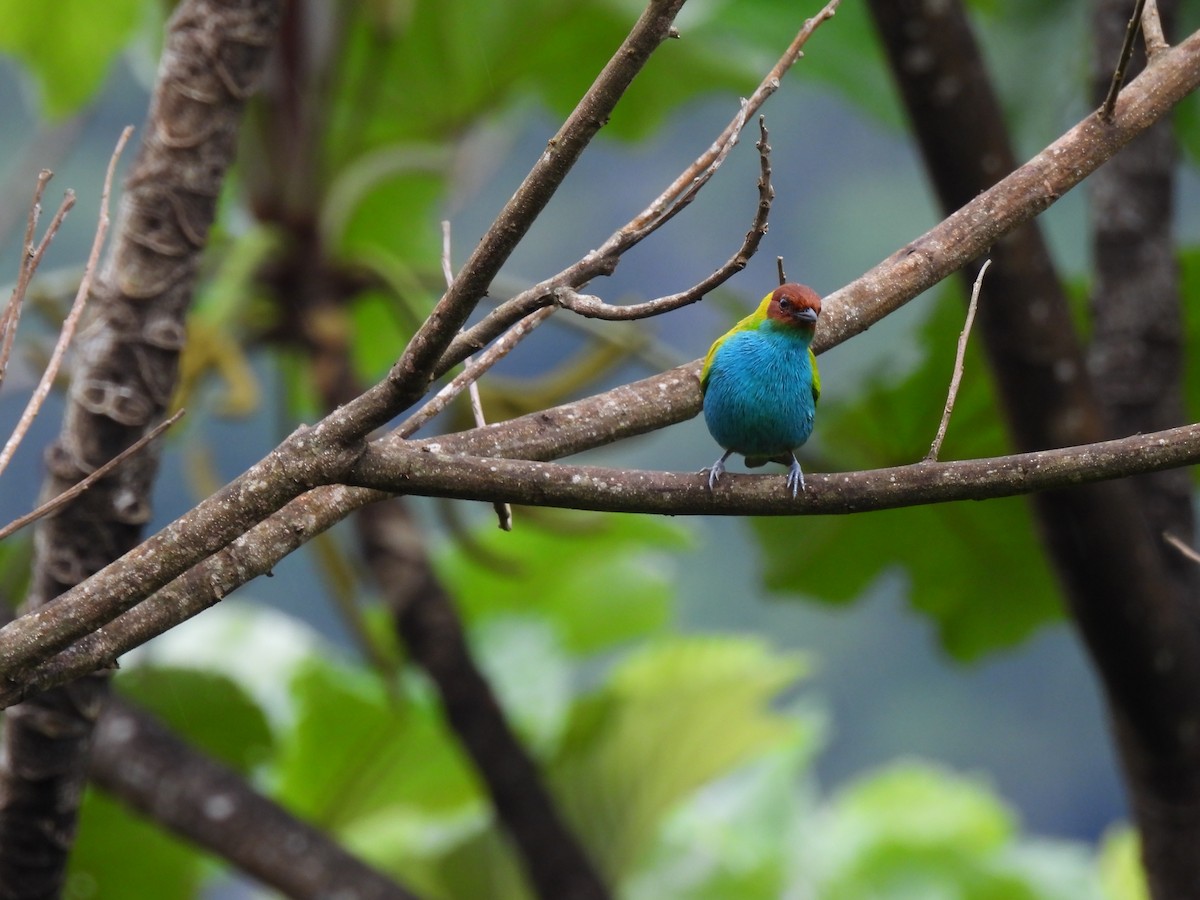 チャガシラフウキンチョウ - ML644420438