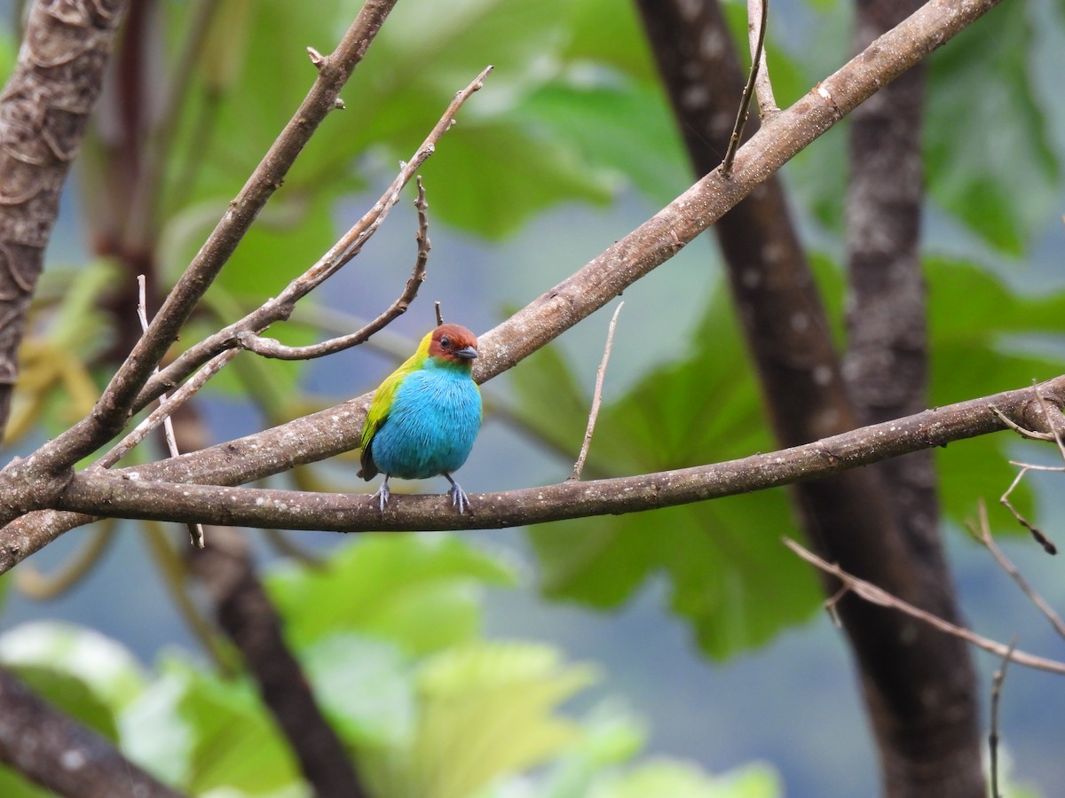 チャガシラフウキンチョウ - ML644420439