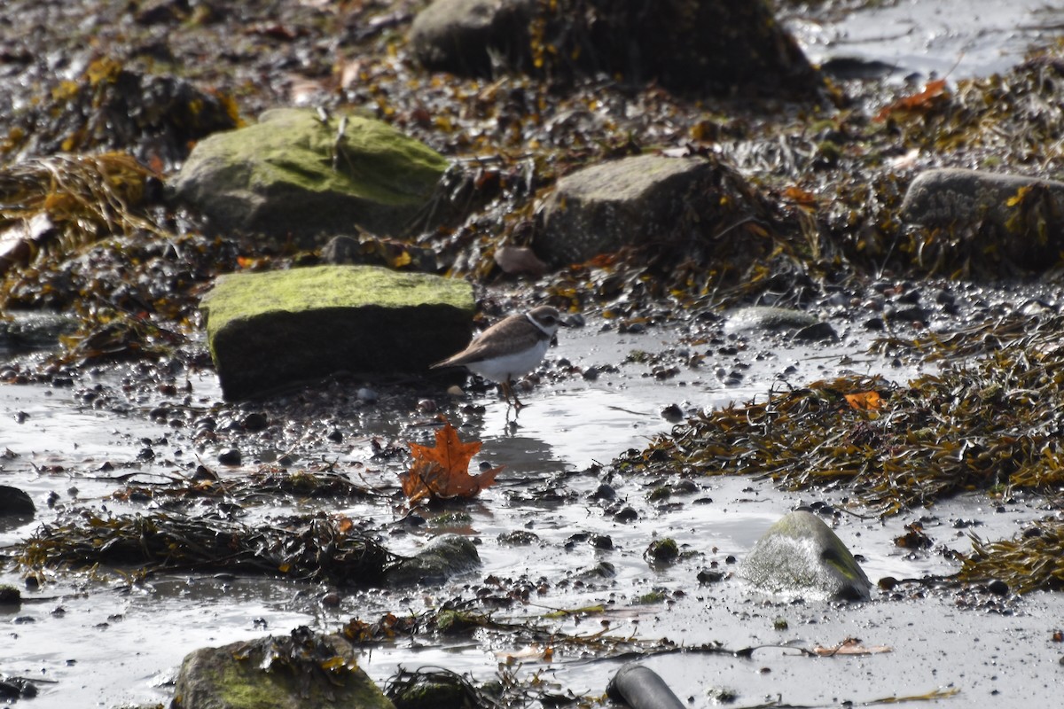 Semipalmated Plover - ML644420440
