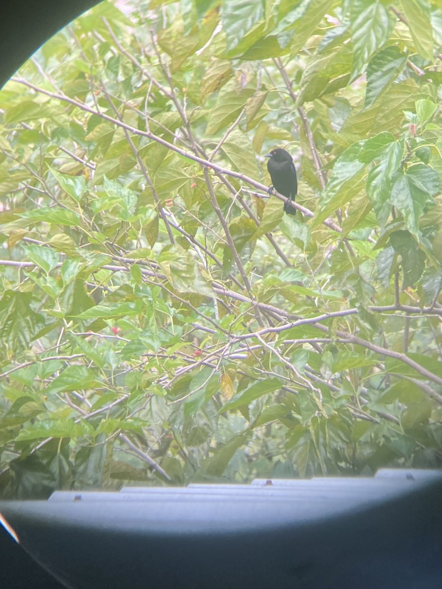 クロコウウチョウ - ML644420441