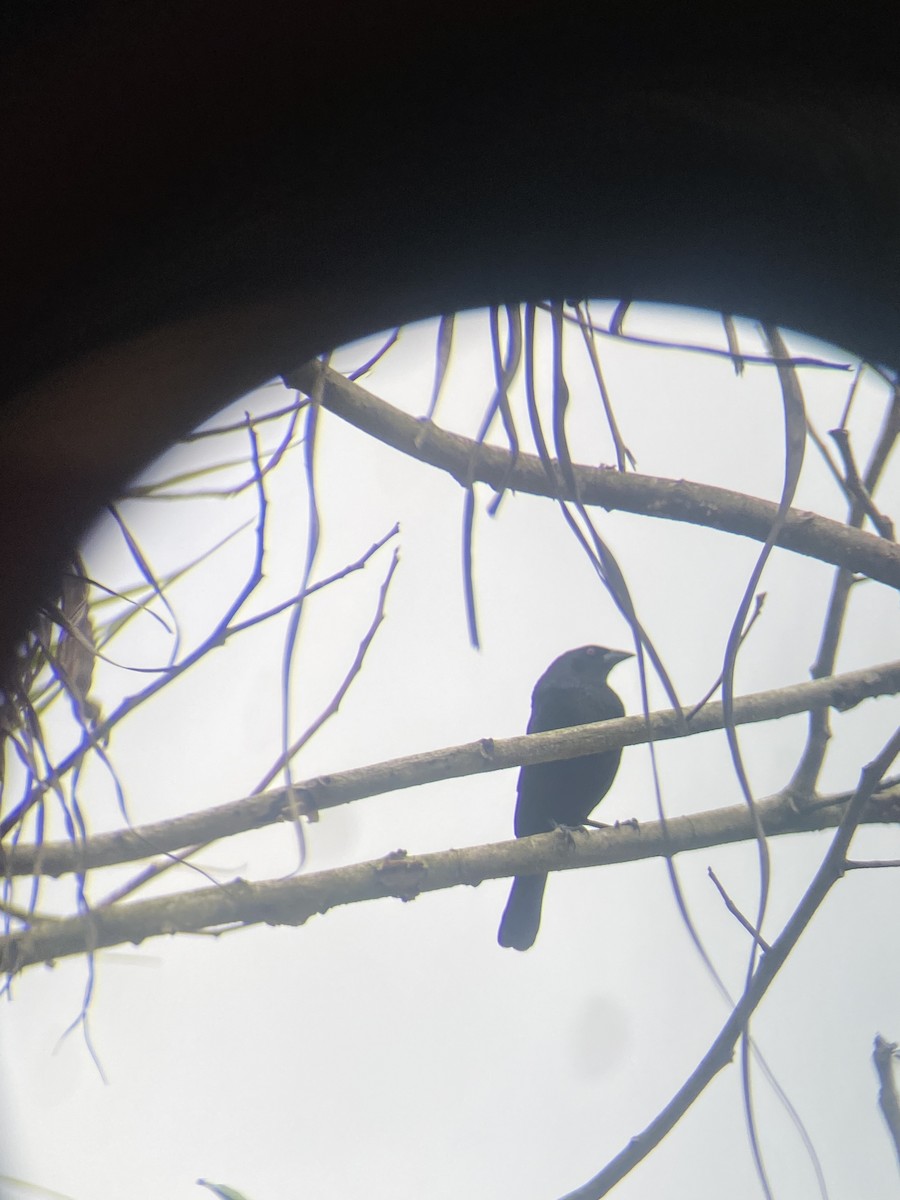 クロコウウチョウ - ML644420442