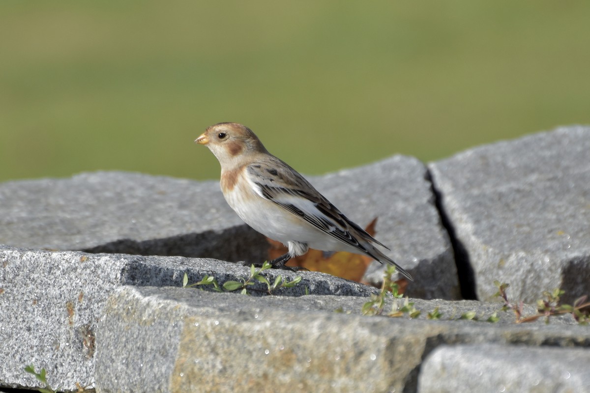 Snow Bunting - ML644420447