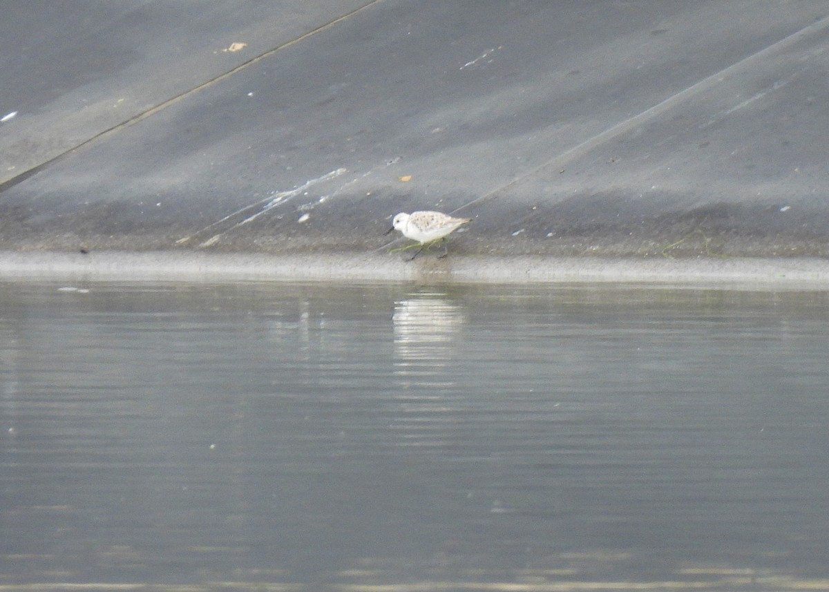 Sanderling - ML644420448