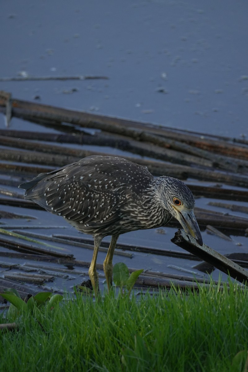 אנפת לילה צהובת-כיפה - ML644420449