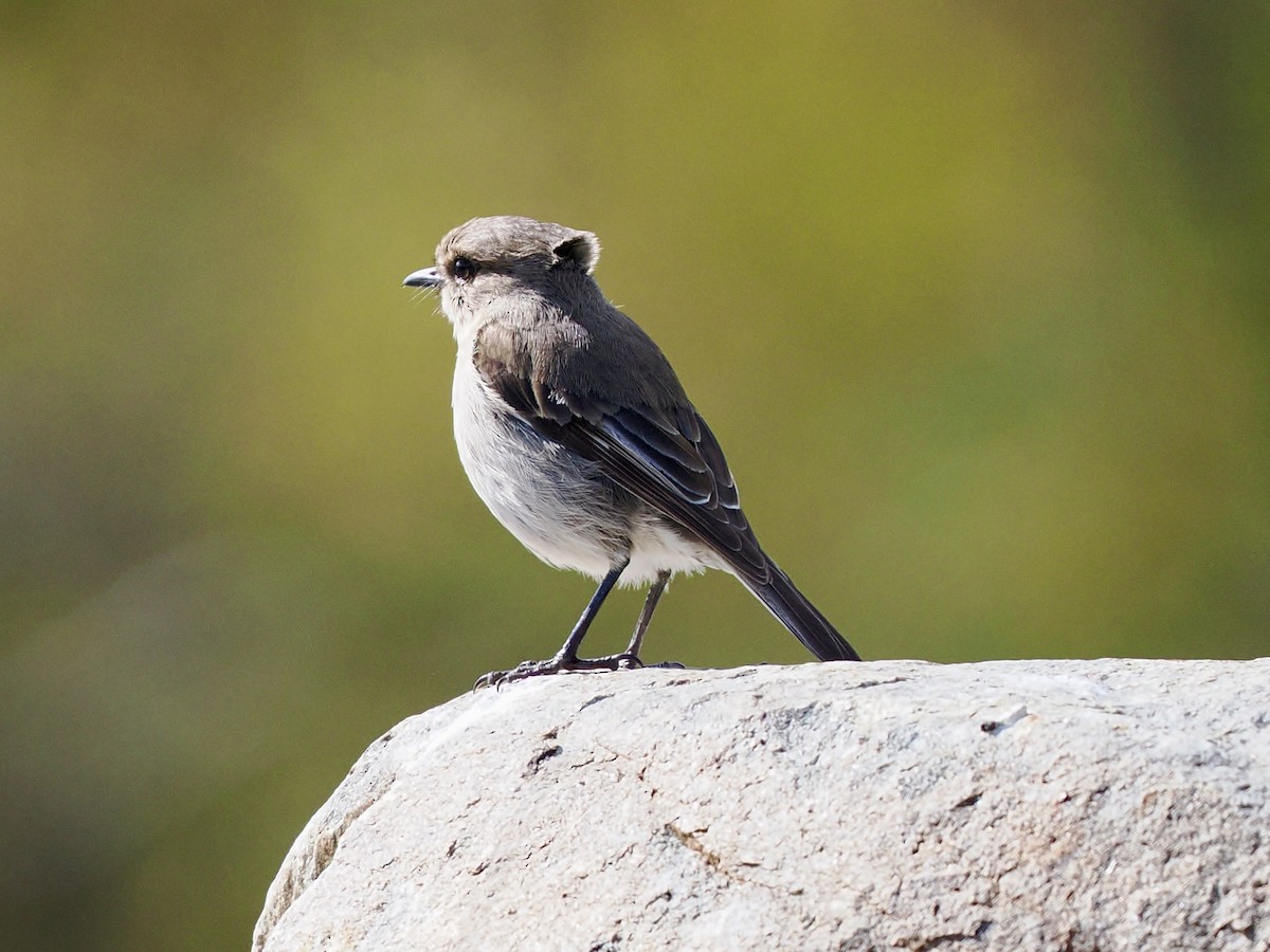 タスマニアヒタキ - ML644420450