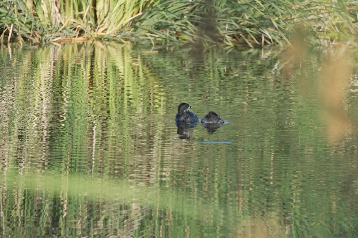 Pied-billed Grebe - ML644420452