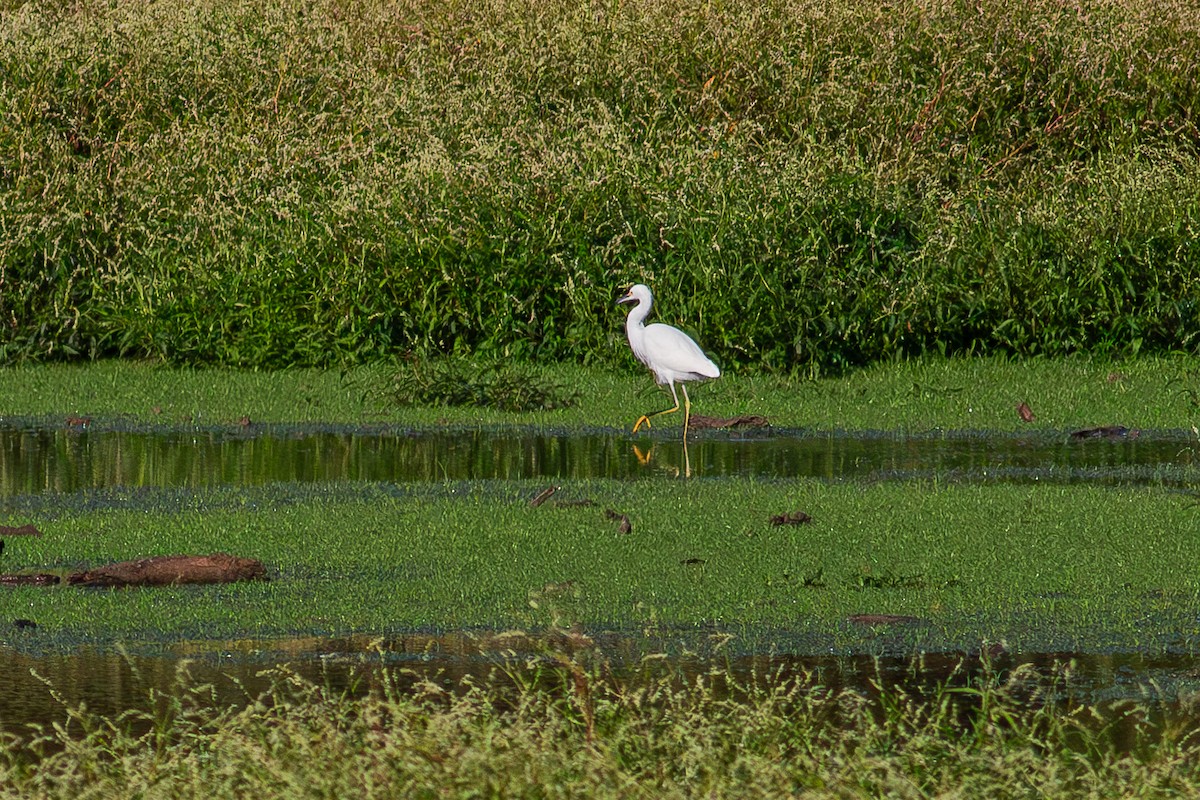 ユキコサギ - ML644420460