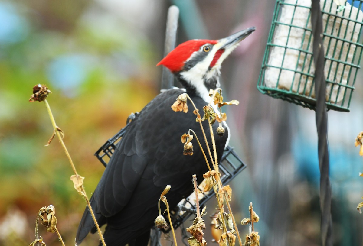 Жовна північна - ML644420462