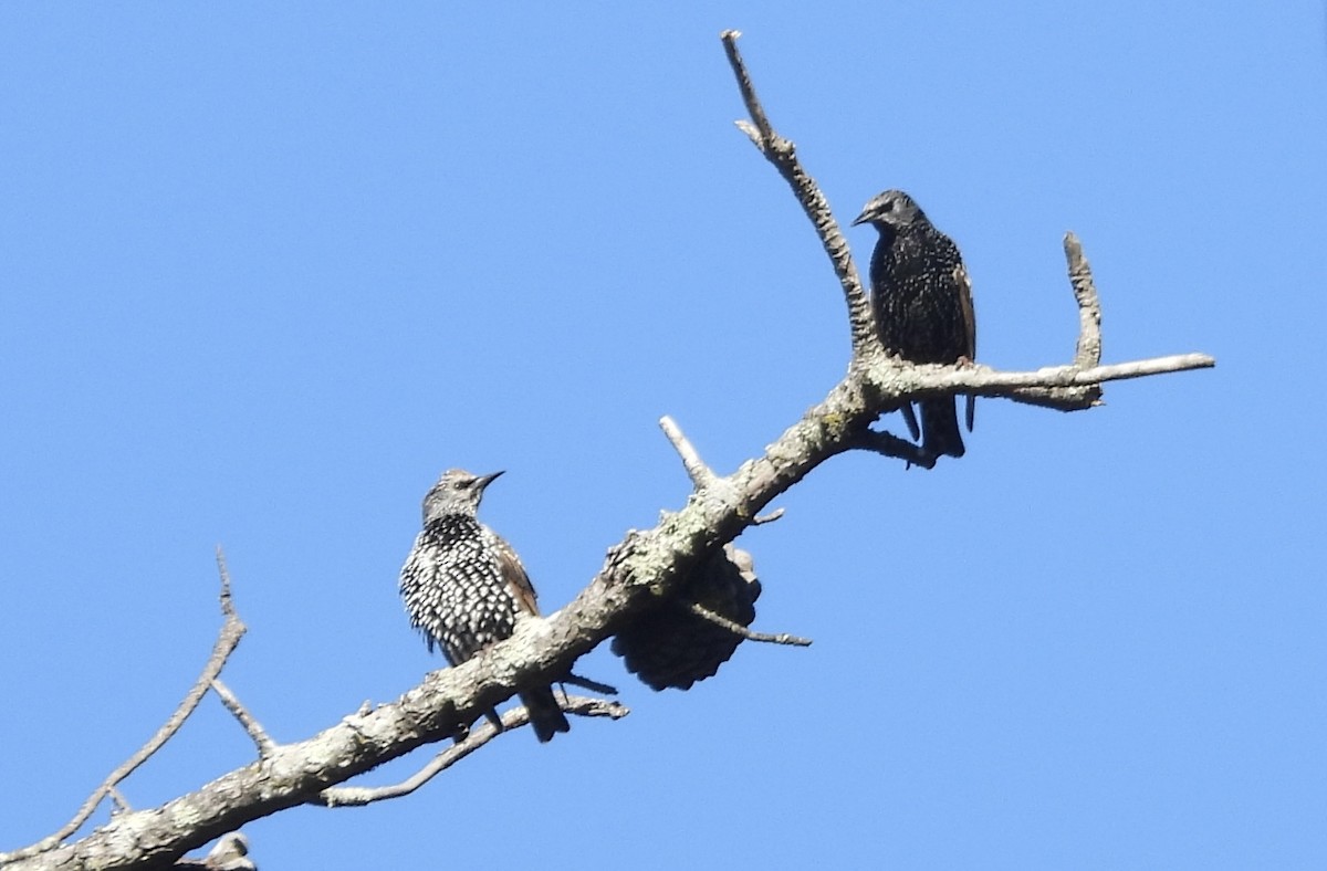 European Starling - ML644420465