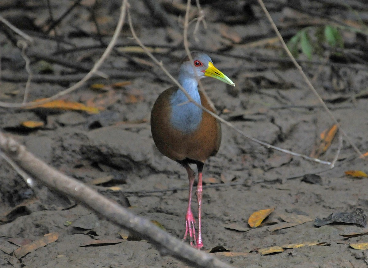 Russet-naped Wood-Rail - ML644420469