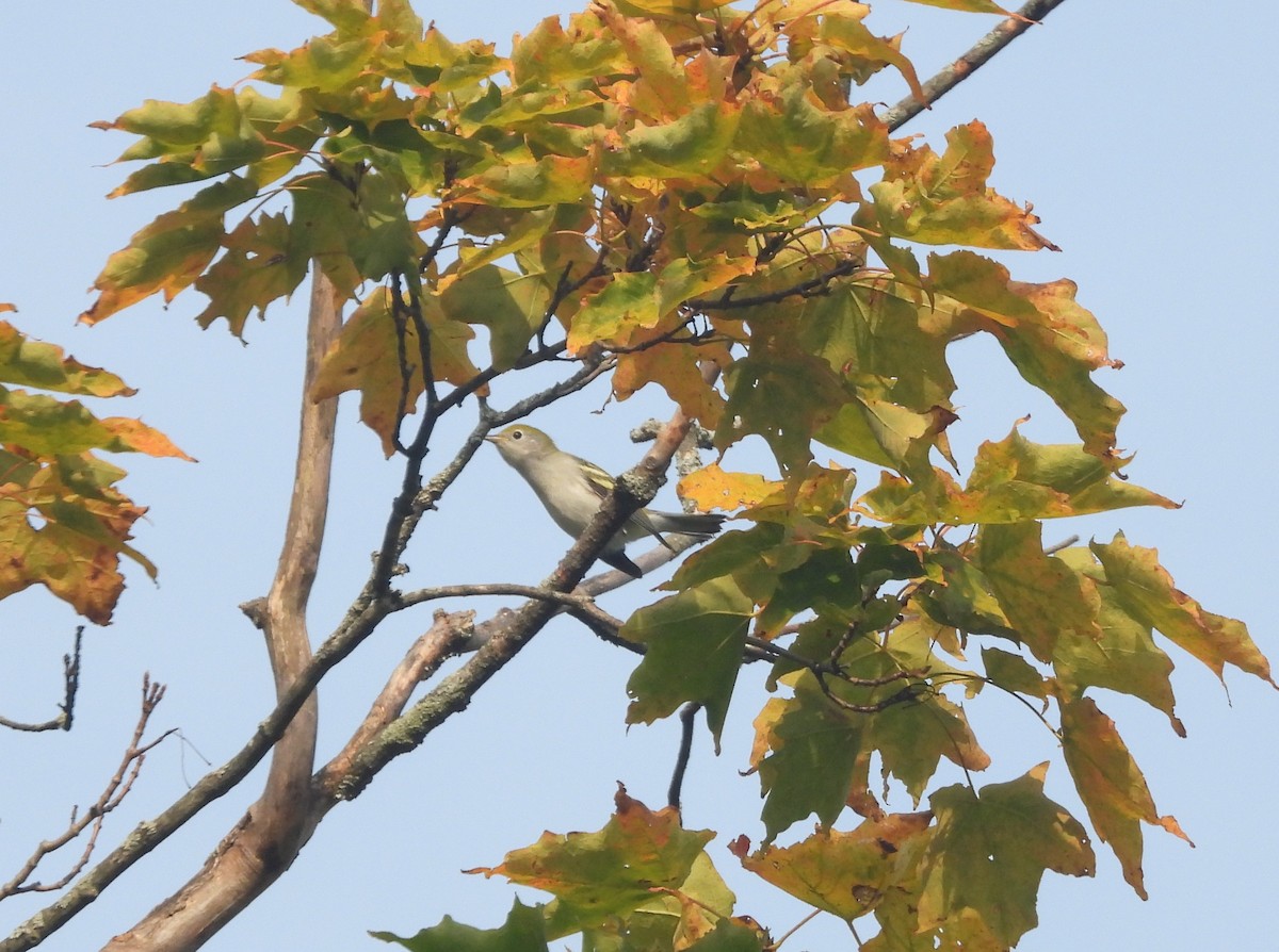 Reinita de Pensilvania - ML644420484