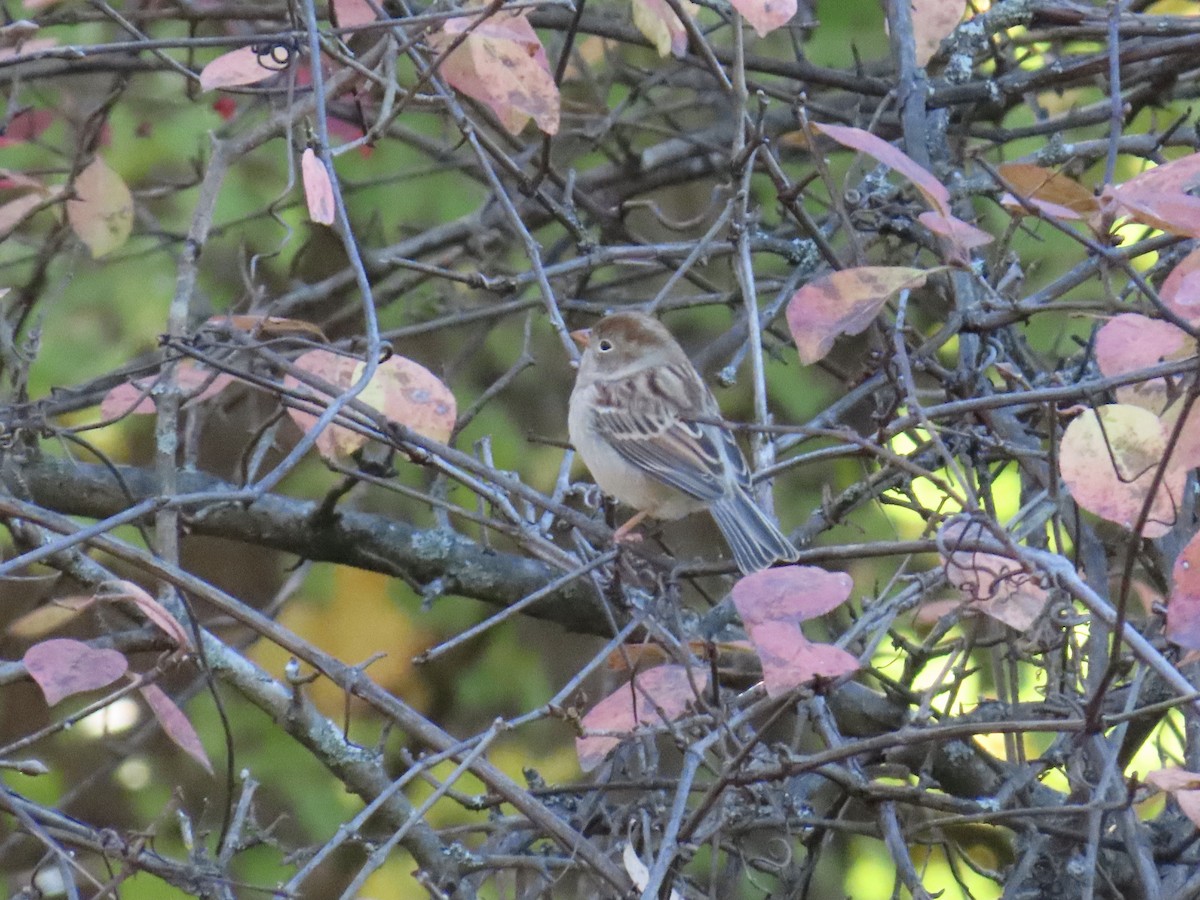 Field Sparrow - ML644420495