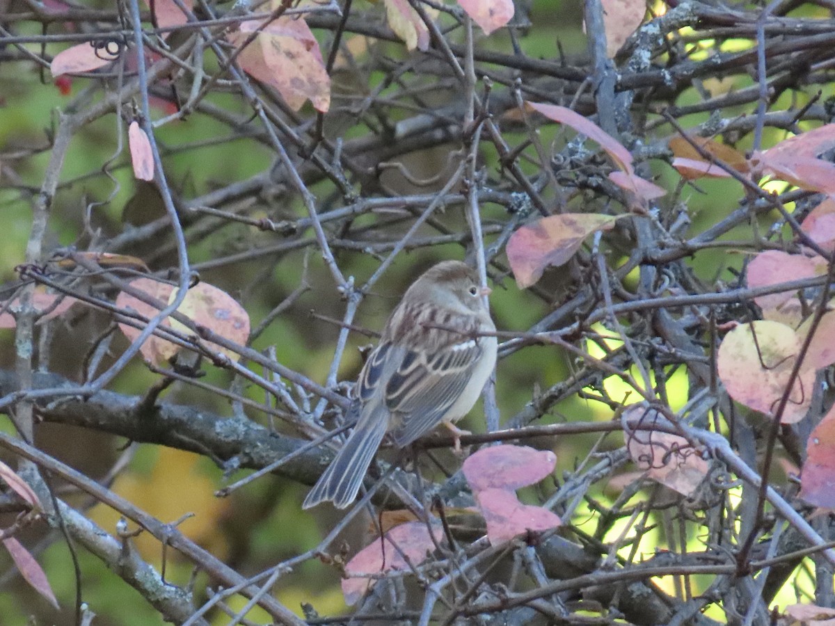 Field Sparrow - ML644420496