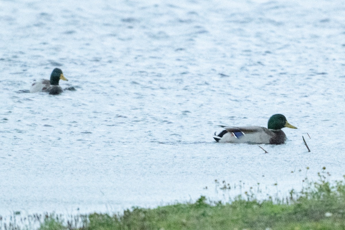 Крижень звичайний - ML644420499