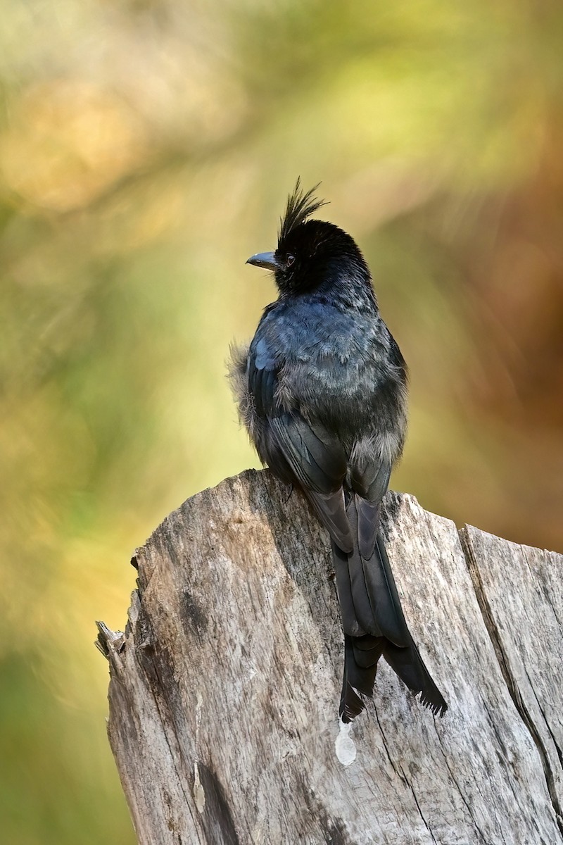 Crested Drongo - ML644420504