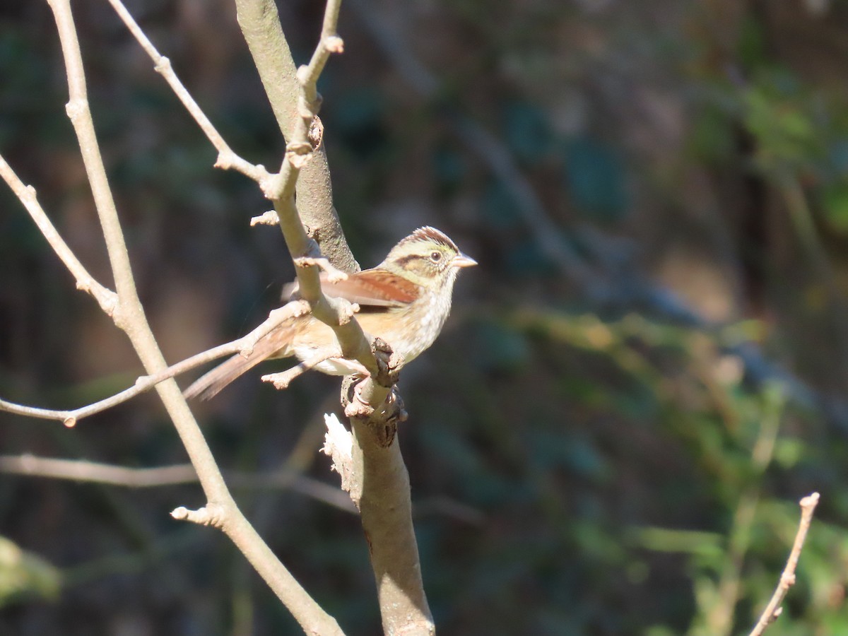 Swamp Sparrow - ML644420510