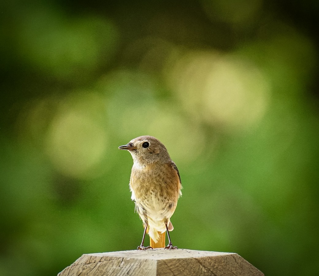 Common Redstart - ML644420511