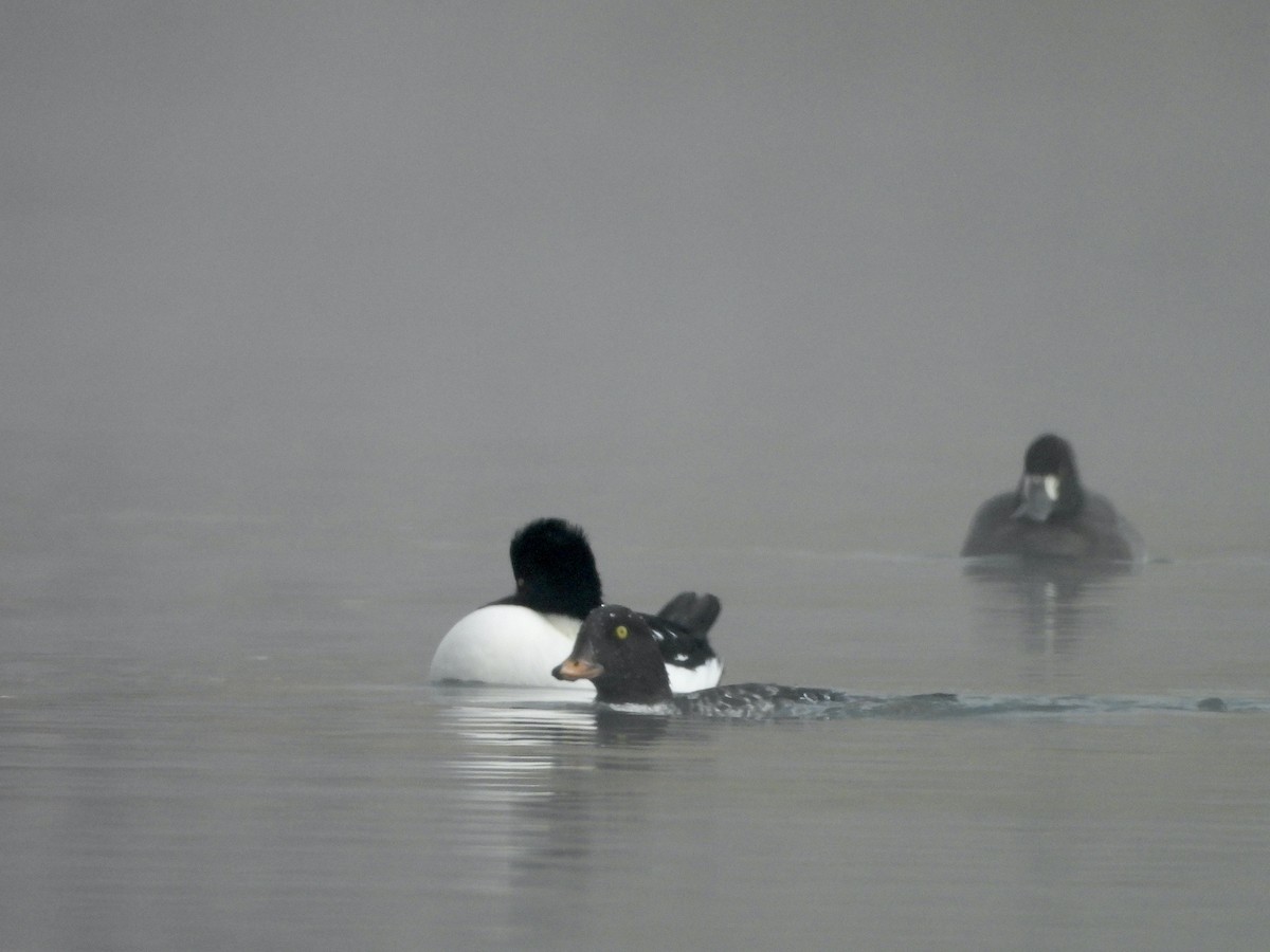 hohol islandský - ML644420512