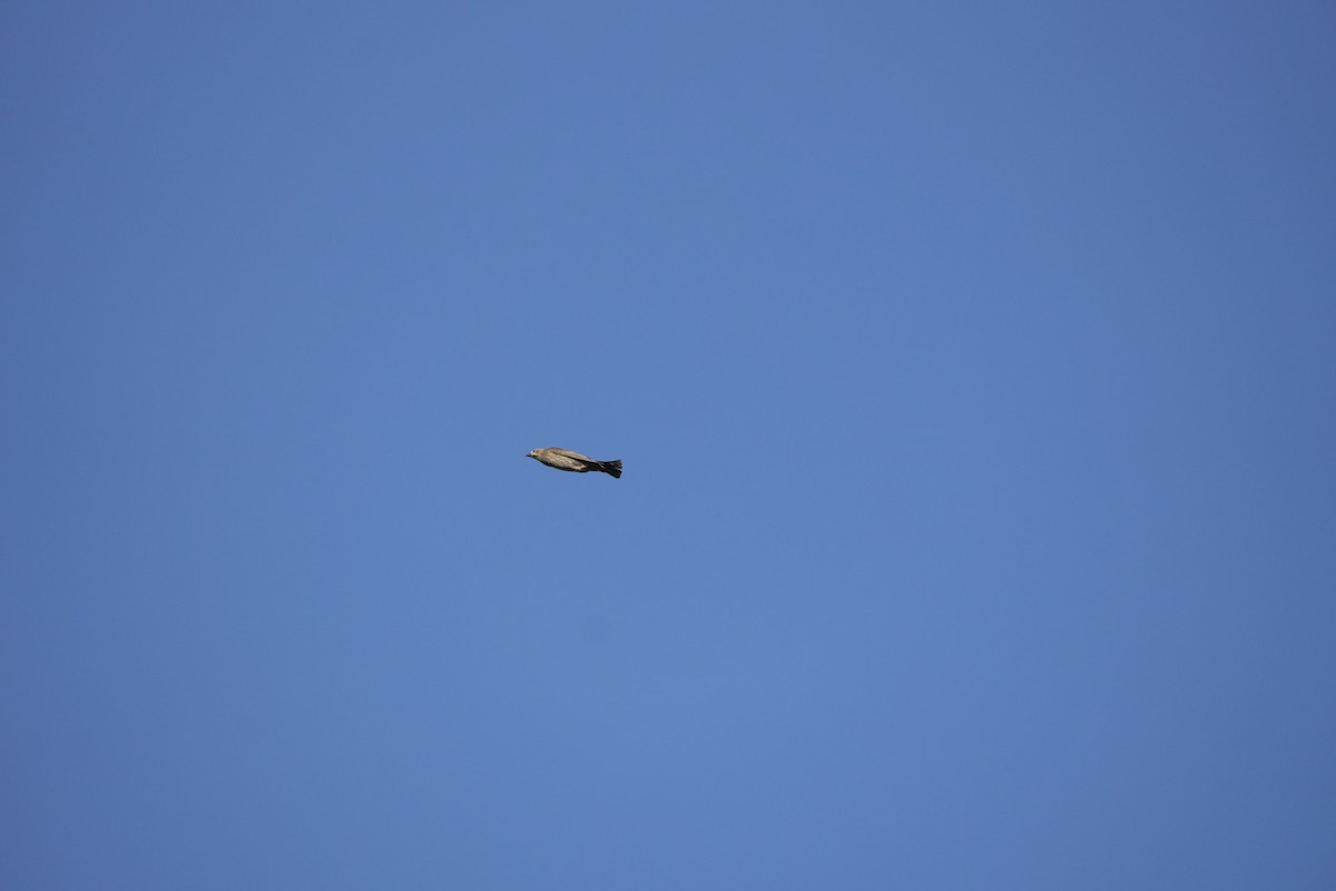 Brown-headed Cowbird - ML644420520