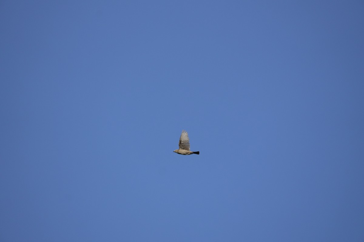 Brown-headed Cowbird - ML644420521