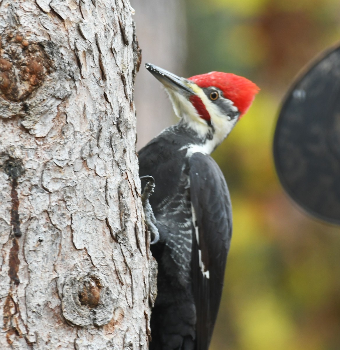 Жовна північна - ML644420527