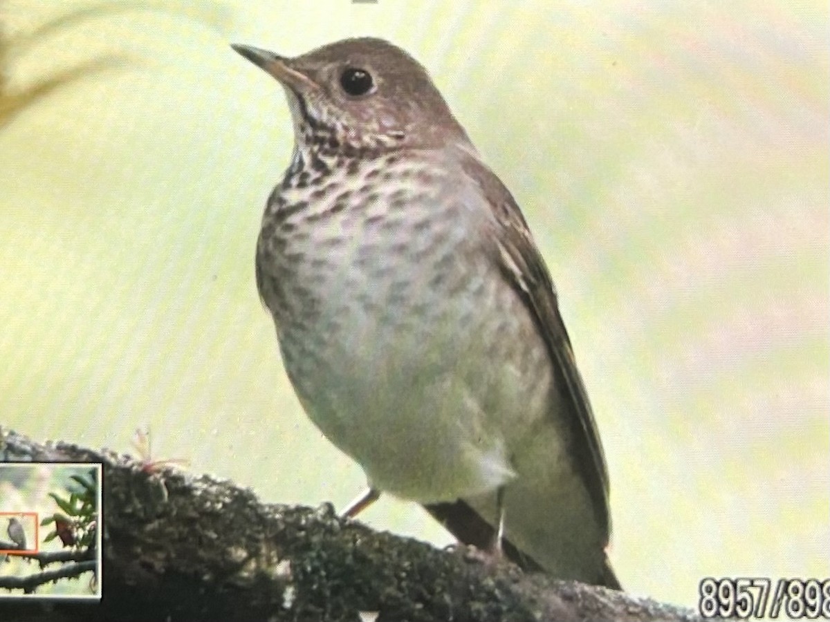 Grive à joues grises - ML644420529