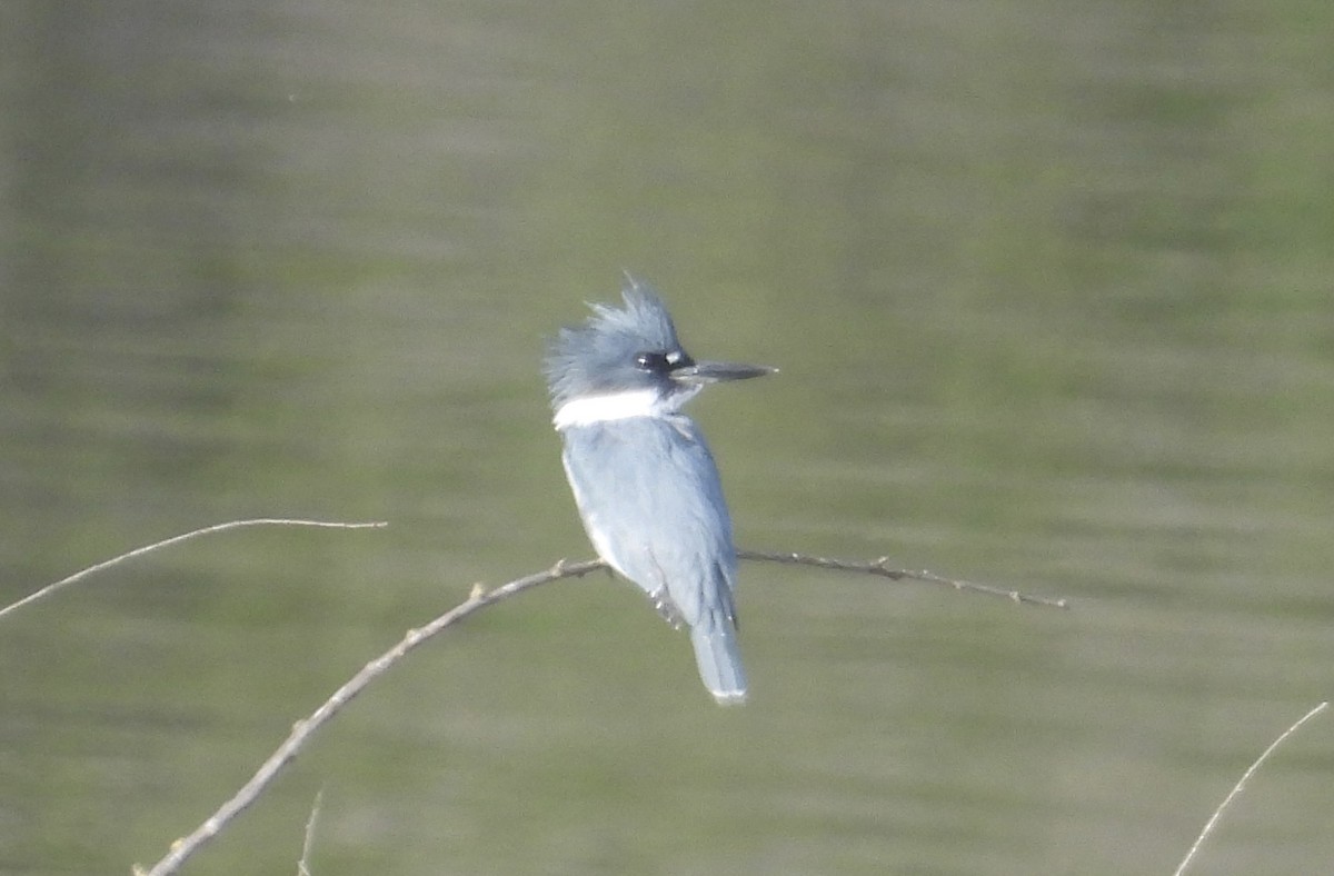 Belted Kingfisher - ML644420538