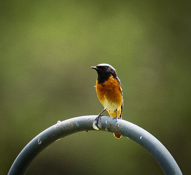 赭紅尾鴝 - ML644420542