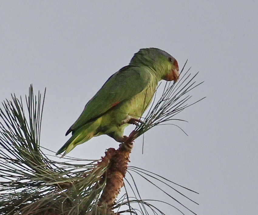 Lilac-crowned Amazon - ML644420556