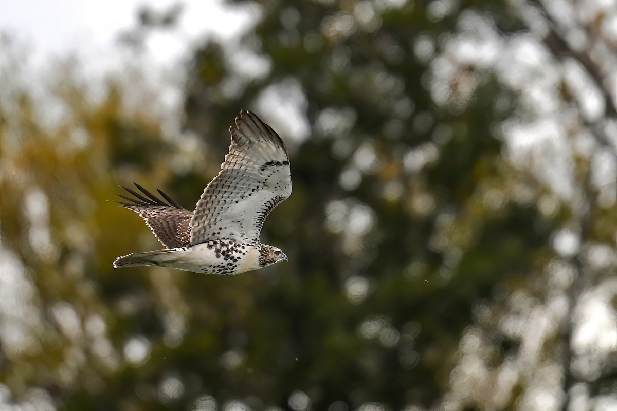 Red-tailed Hawk - ML644420569