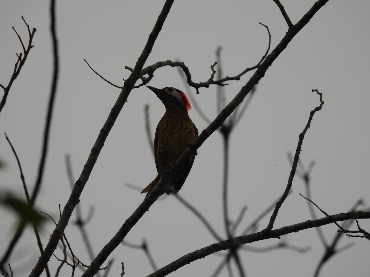 Spot-breasted Woodpecker - ML644420575