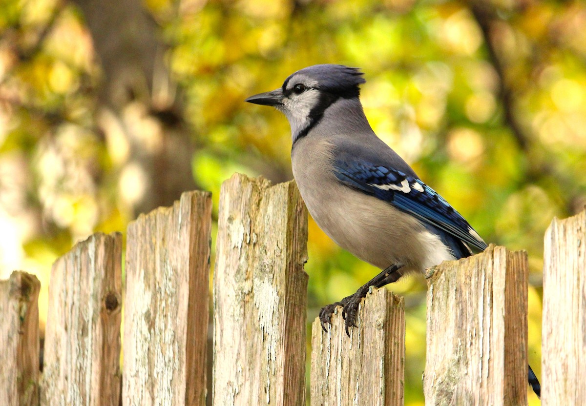 Blue Jay - ML644420581