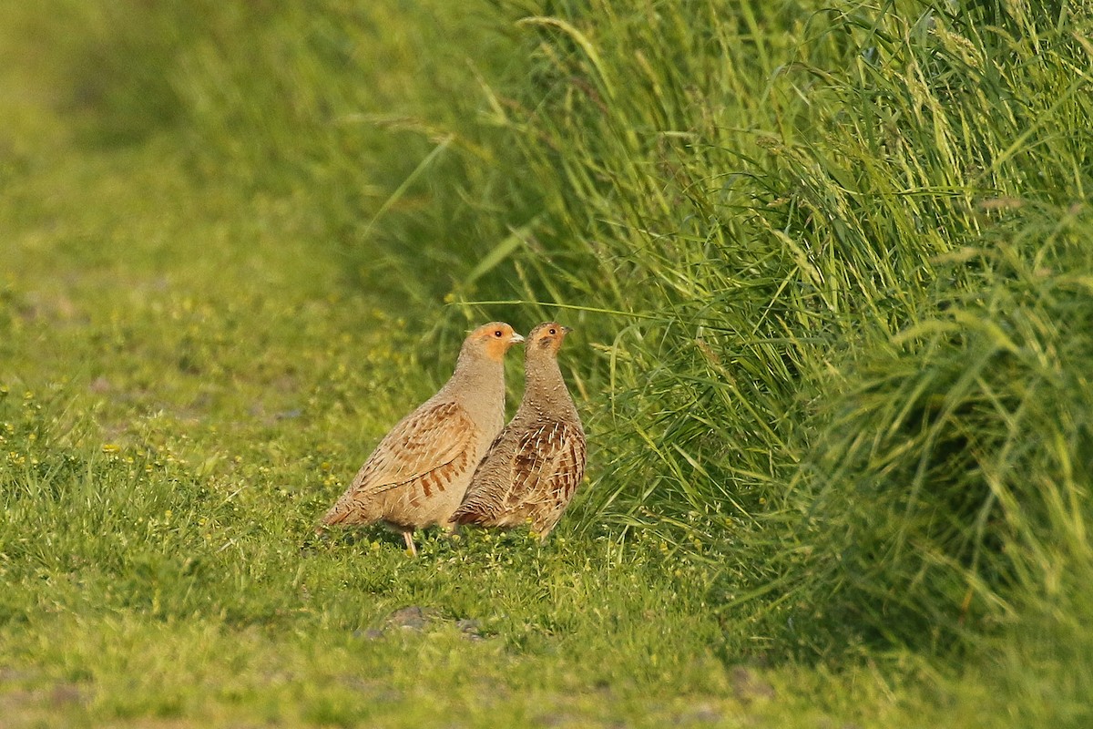Gray Partridge - ML644420597