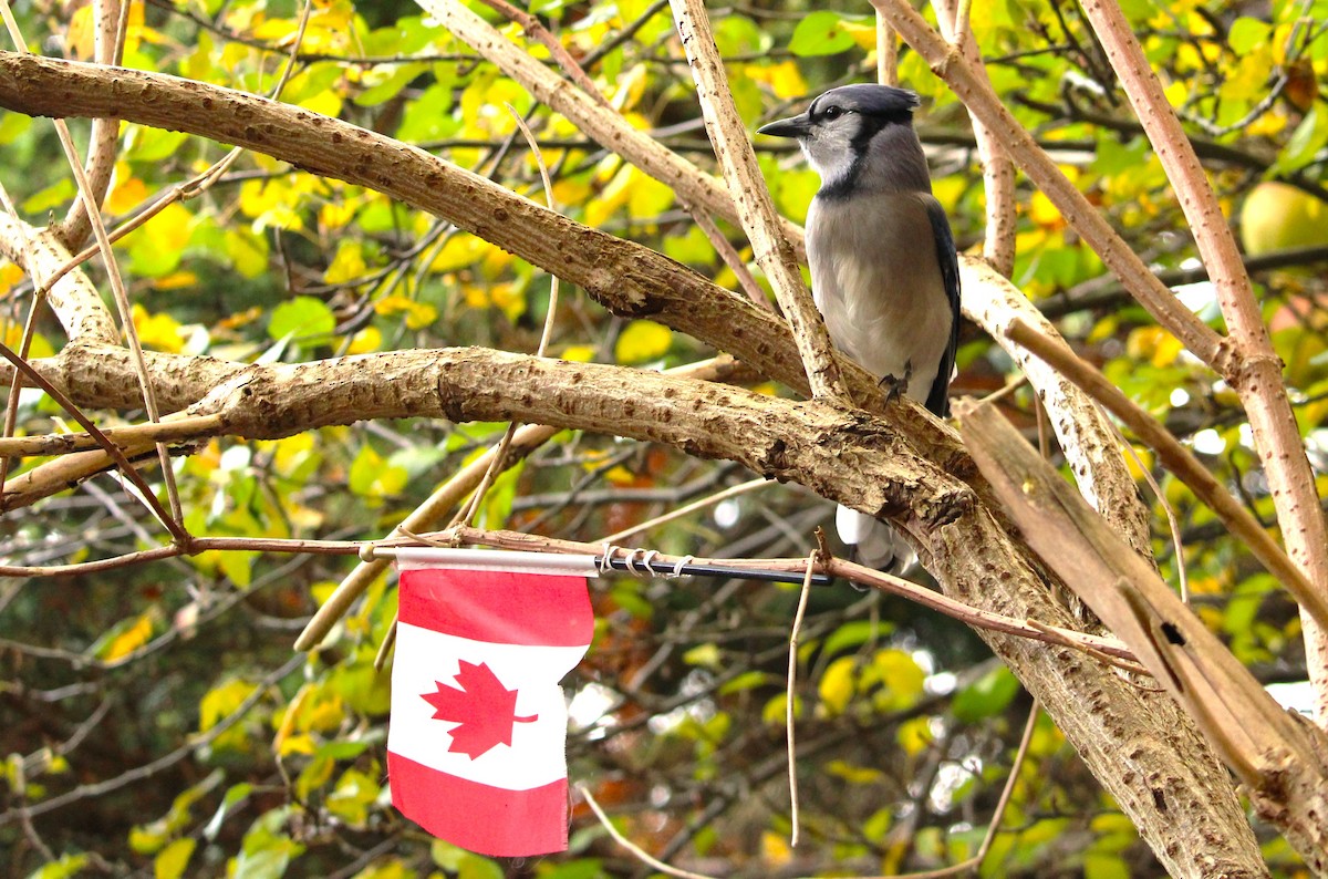 Blue Jay - ML644420598