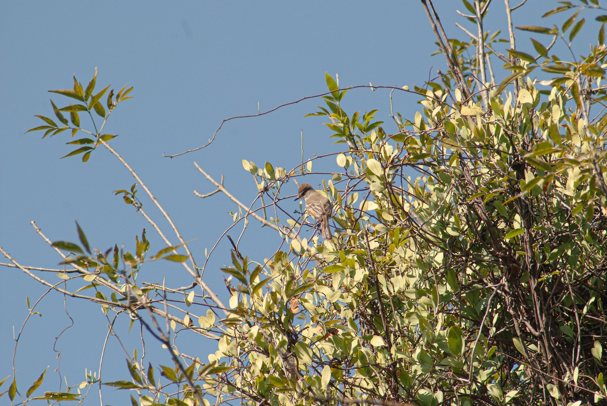 Ash-throated Flycatcher - ML644420617