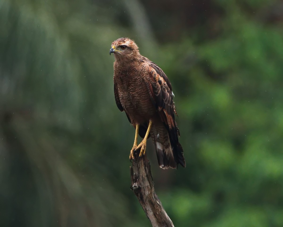 Savanna Hawk - ML644420620