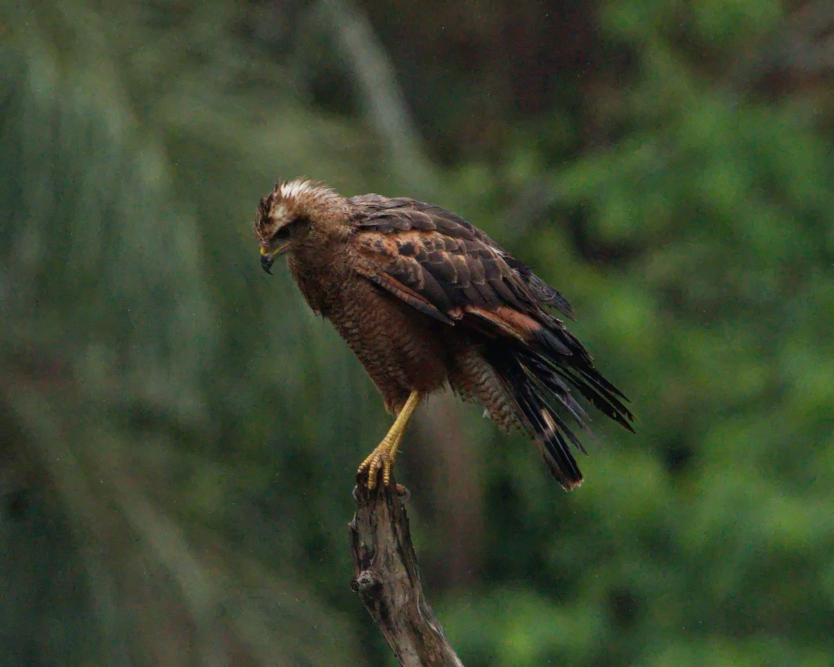 Savanna Hawk - ML644420622