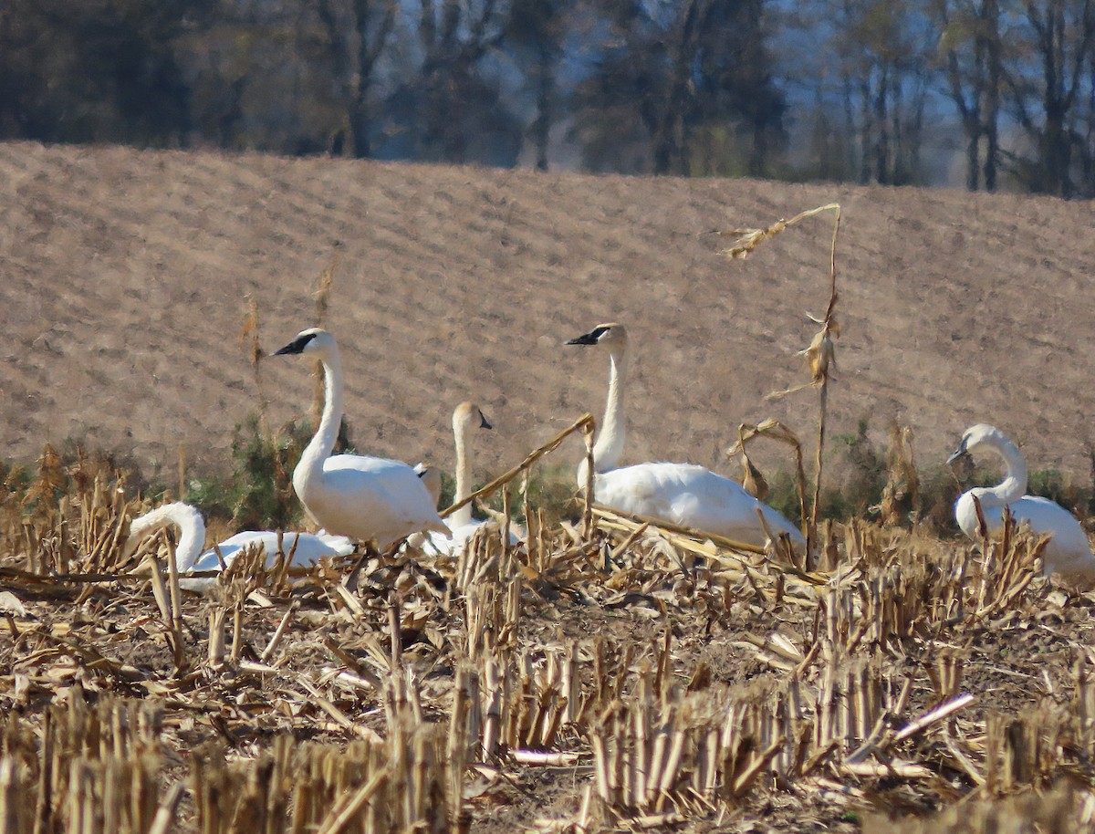 Trumpeter Swan - ML644420625