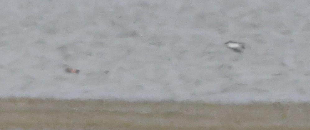 Hirondelle à front brun - ML644420631