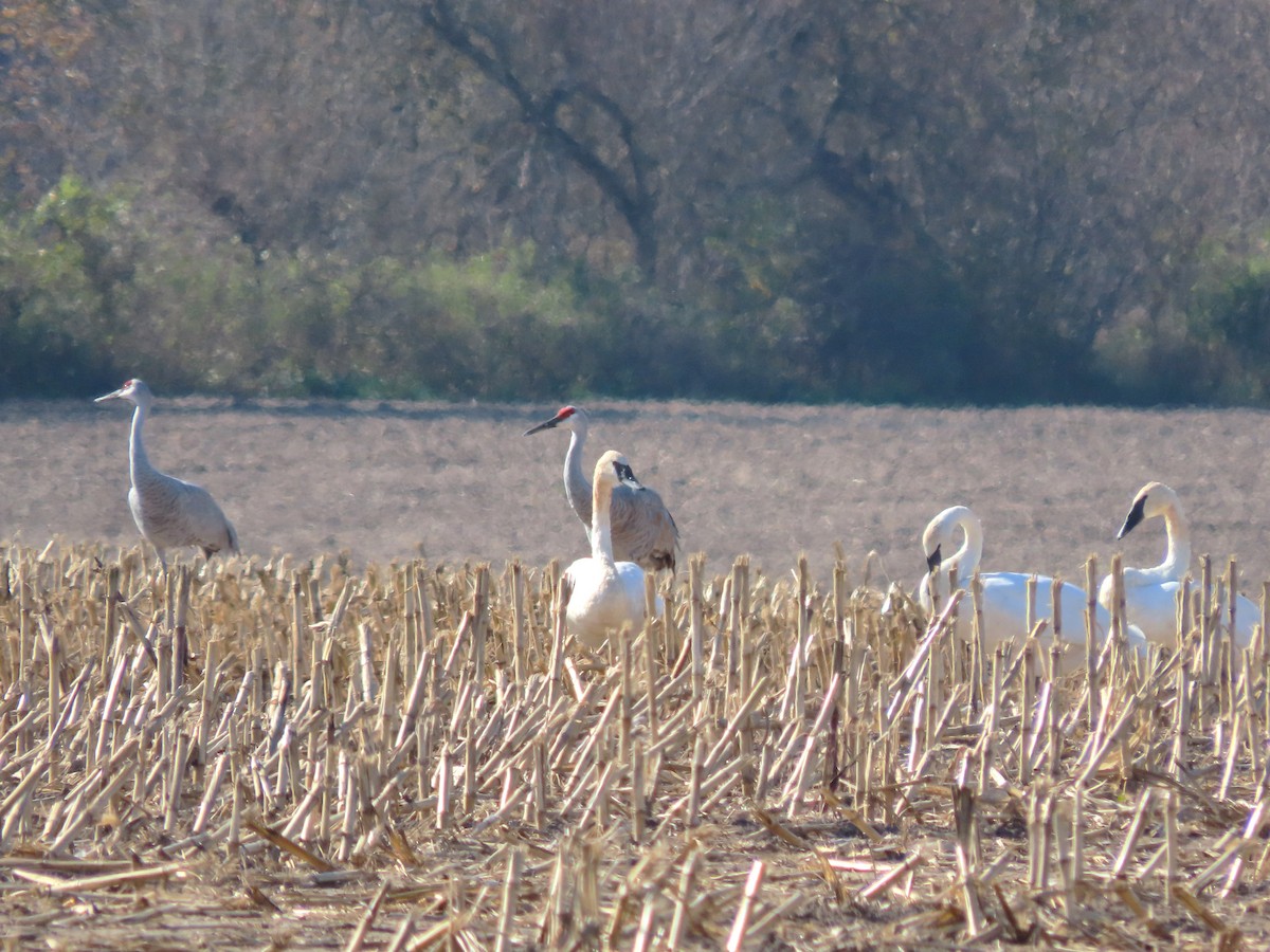 Trumpeter Swan - ML644420637