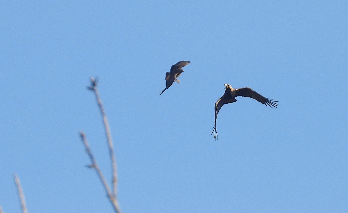 Golden Eagle - ML644420638