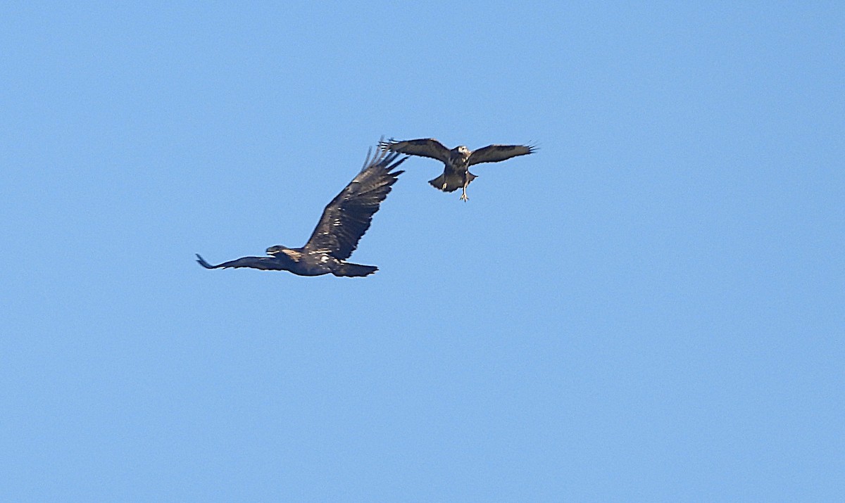 Golden Eagle - ML644420639