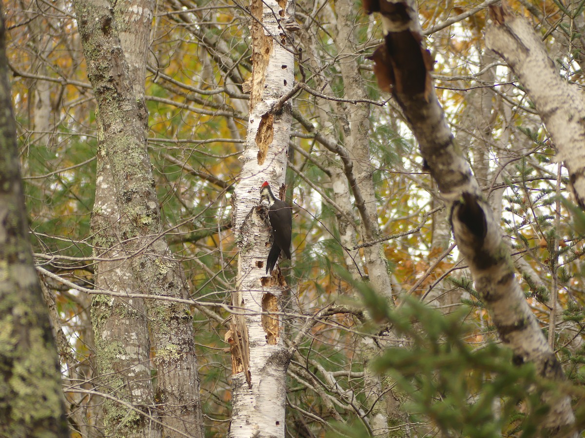 Жовна північна - ML644420643