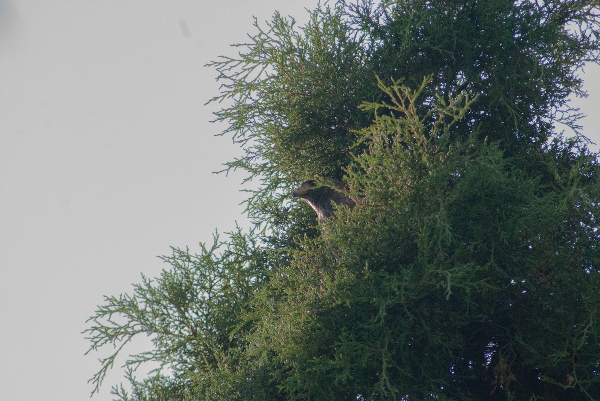 Harris's Hawk - ML644420644