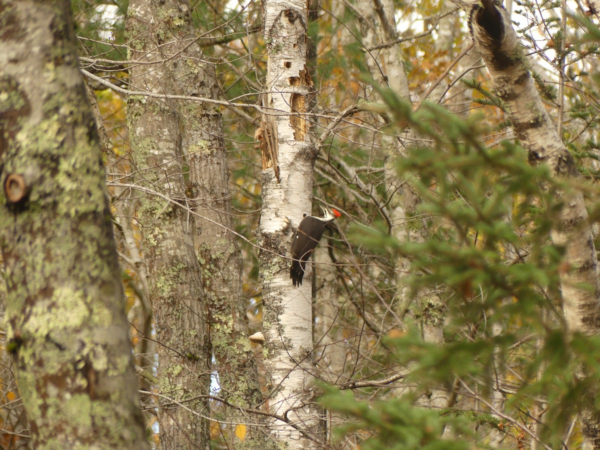Жовна північна - ML644420661