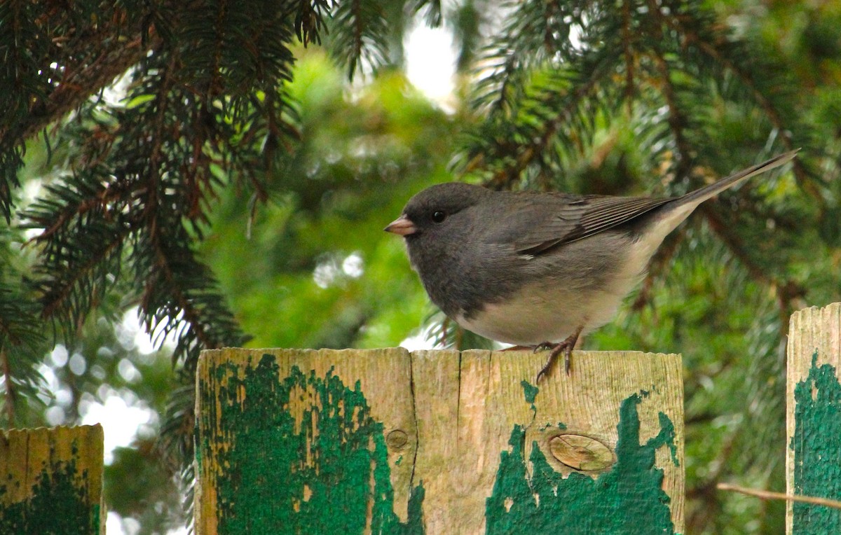 Dark-eyed Junco - ML644420664