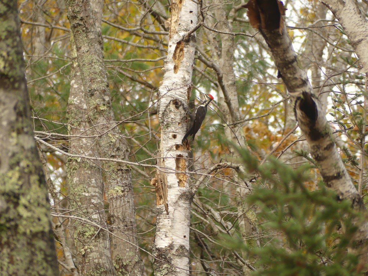 Жовна північна - ML644420667